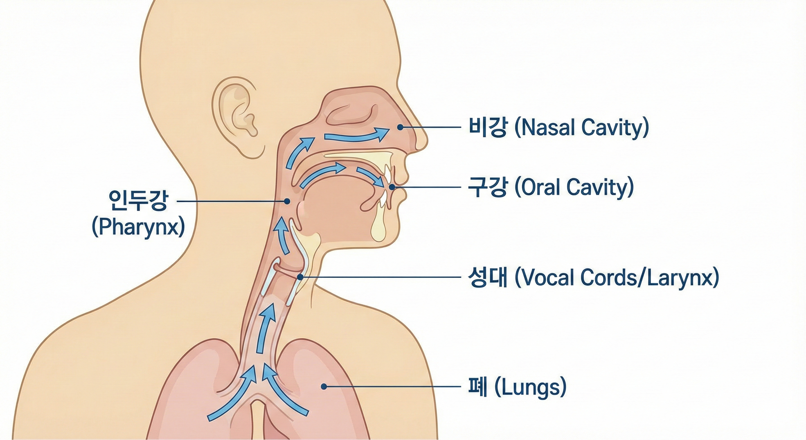 발성 기관 해부도